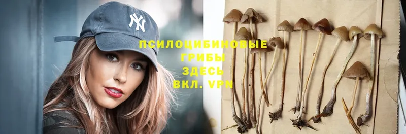 Галлюциногенные грибы Magic Shrooms  Губкин 